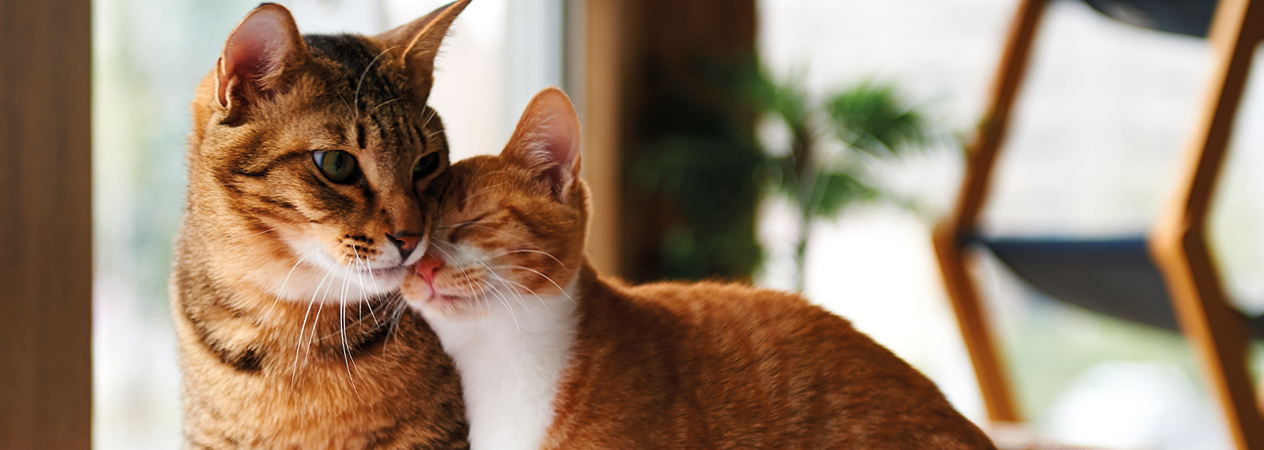 Bien que ce ne soit pas toujours possible, si vous regardez attentivement un chat, vous pouvez reconnaître s'il s'agit d'un mâle ou d'une femelle. Nous vous en parlons dans cet article.