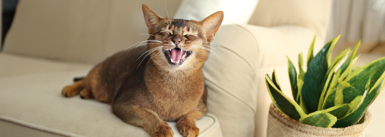 Mon chat miaule beaucoup : causes et solutions possibles