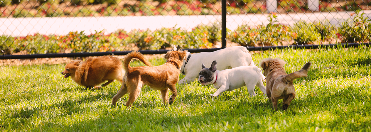 Image Link For Probl&egrave;mes de printemps chez le chien