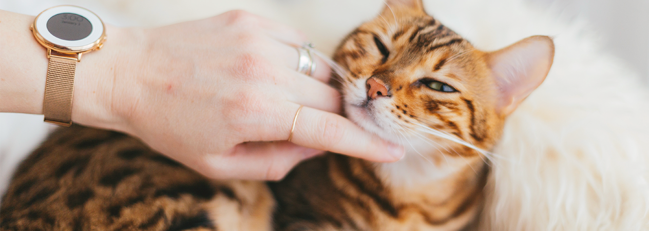 Pourquoi les chats ronronnent-ils ?