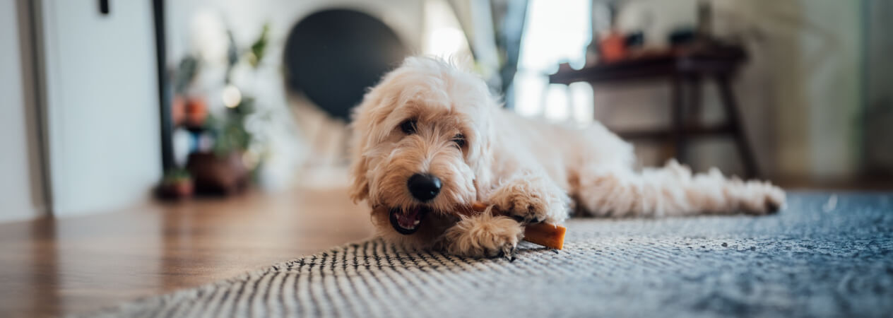 Soins dentaires chez les petits chiens