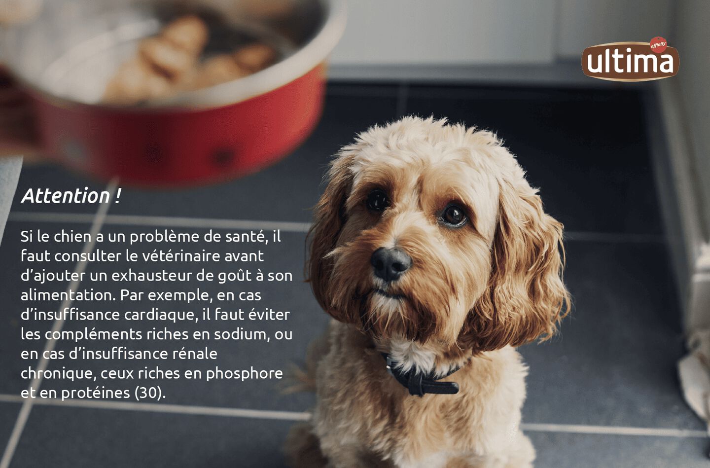 Photo d&rsquo;un chien senior regardant sa gamelle dans la main de son pet parent.