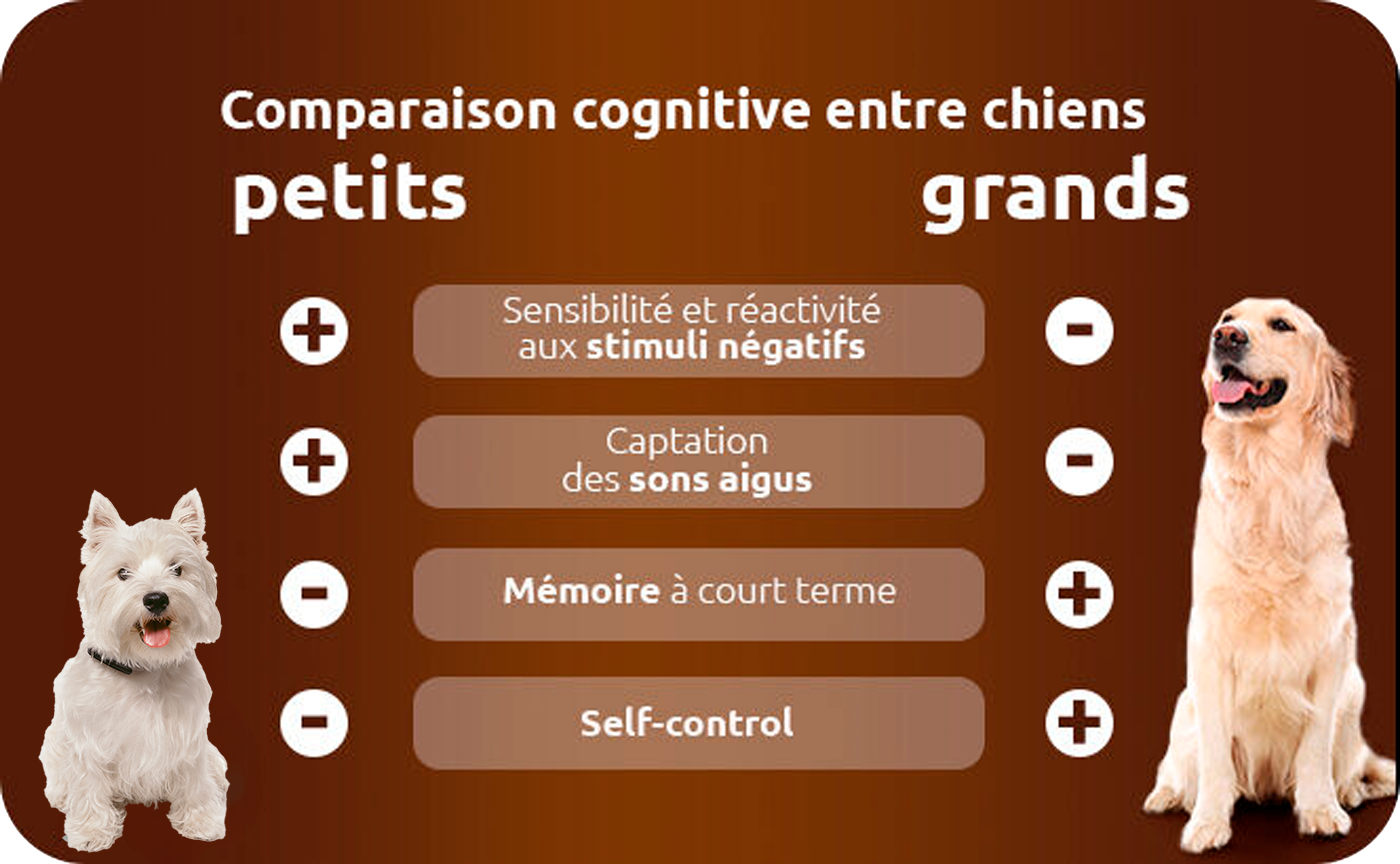 comparaison cognitive