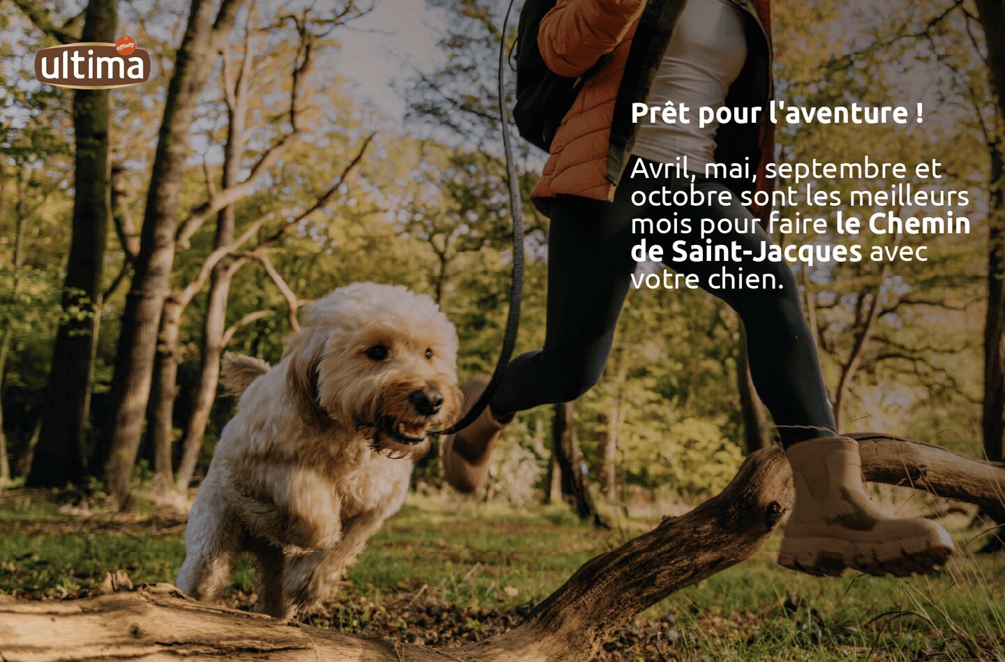 Meilleurs mois pour parcourir le chemin de Saint-Jacques avec votre chien
