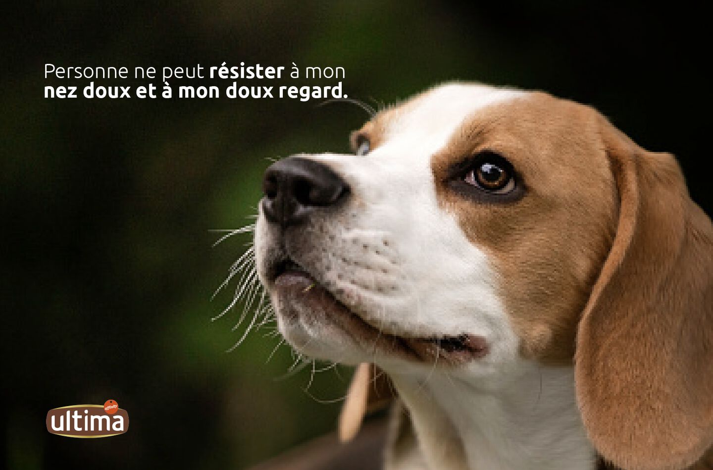 Photo en gros plan d'un chien beagle regardant vers le haut. Texte : Personne ne peut résister à mon nez doux et à mon doux regard.