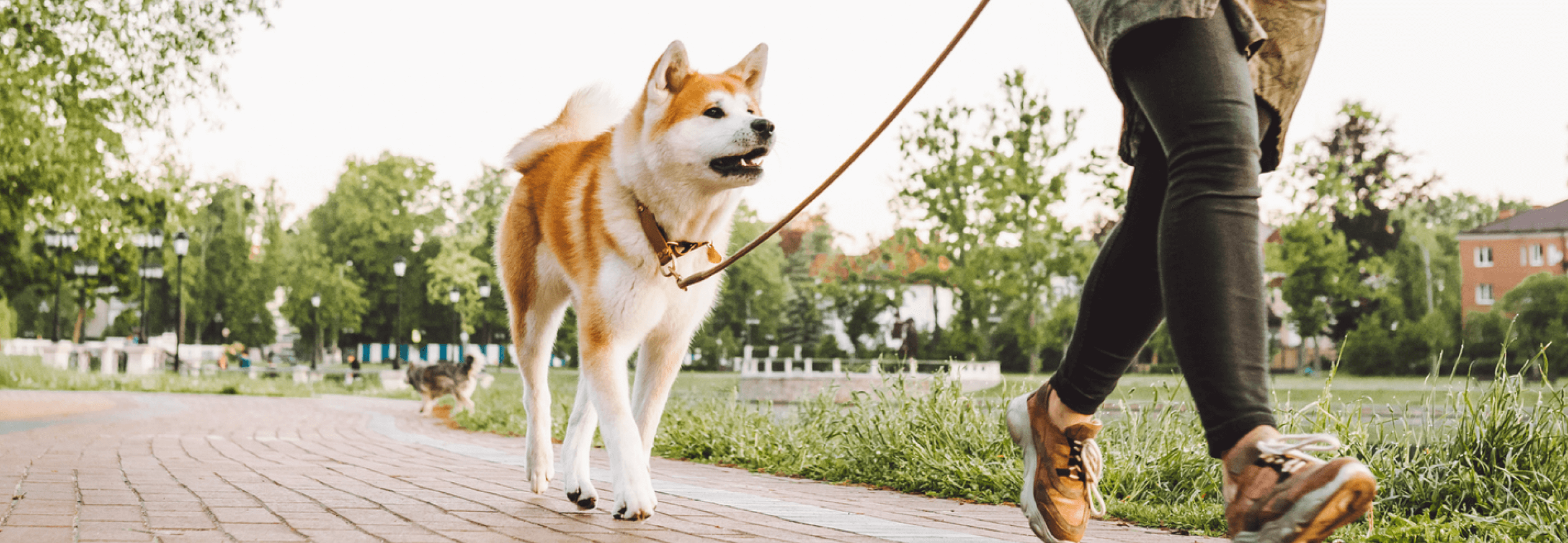 Image Link For Les 10 cl&eacute;s d&rsquo;une bonne promenade avec votre chien