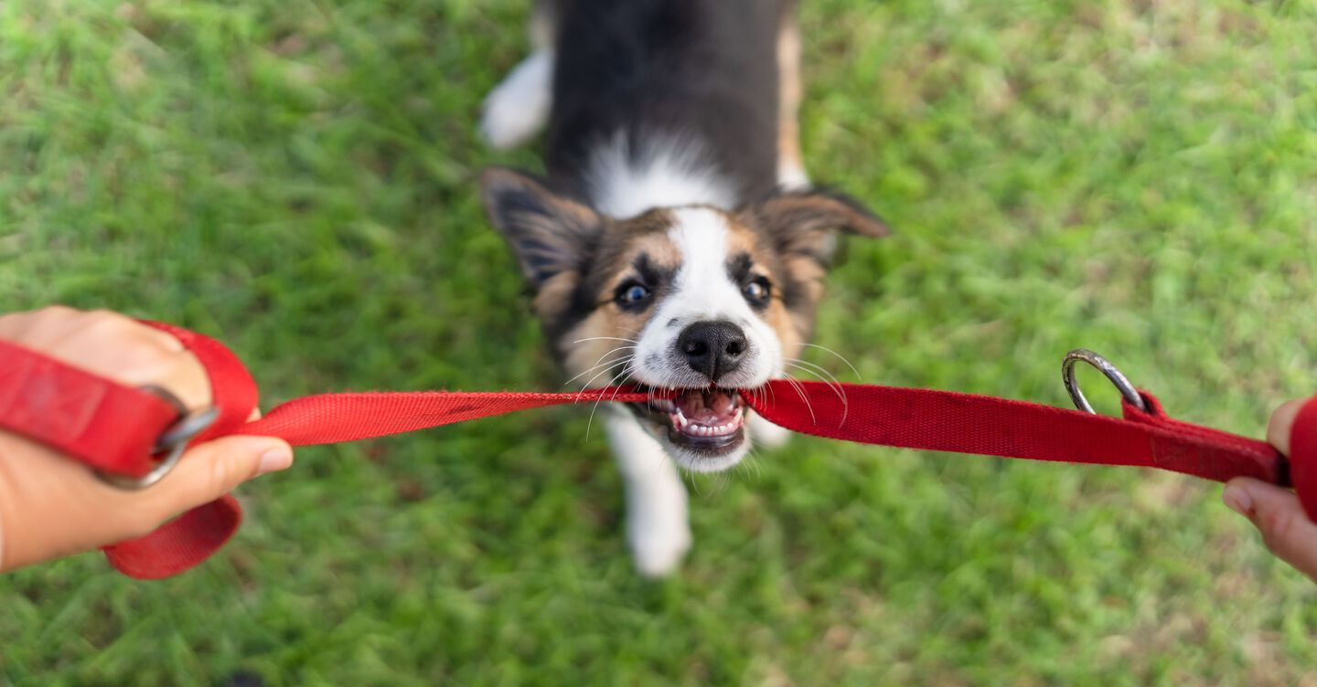 Chien mordant une laisse