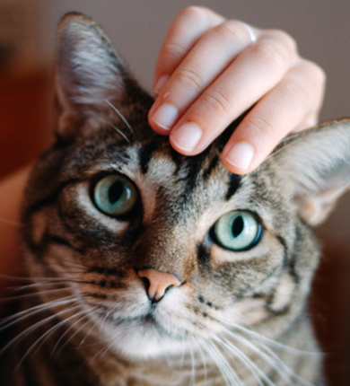 Image Link For 9 signes d’un chat heureux à connaître