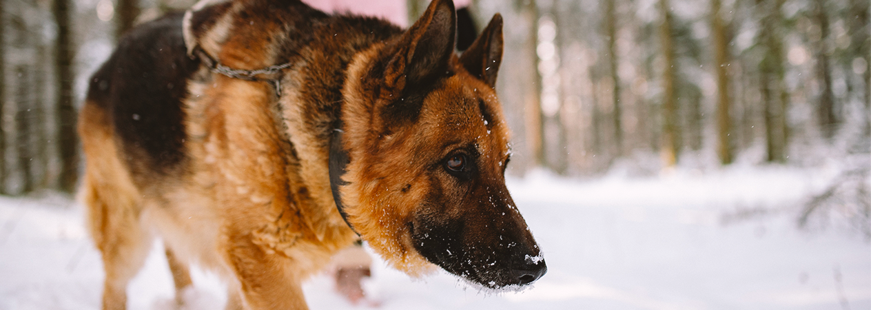 chien marchant dans la neige
