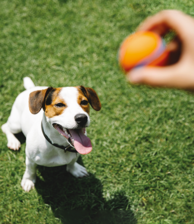 Image Link For Est-il bon de lancer la balle &agrave; mon chien?