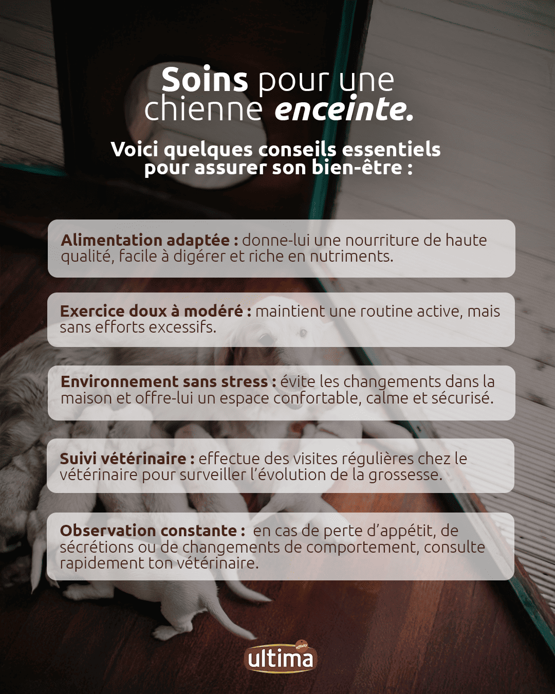Soins chienne enceinte