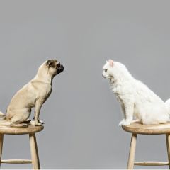 Image Link For Comment les chiens et les chats voient-ils ?
