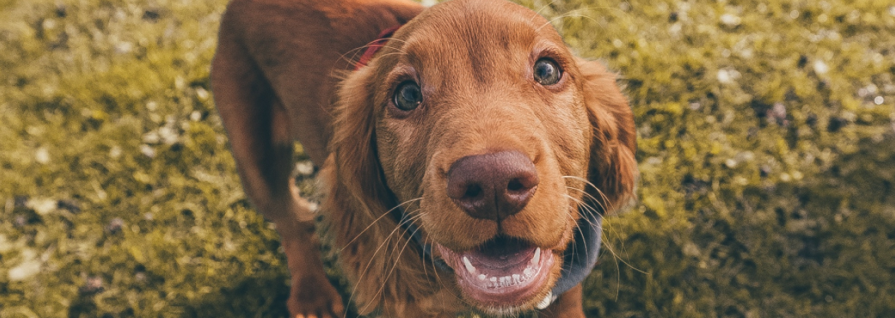 Comment apprendre à votre chiot à faire ses besoins ?