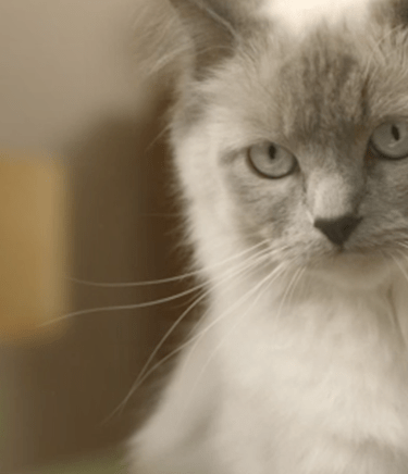 Gato no esterilizado Header desktop.png