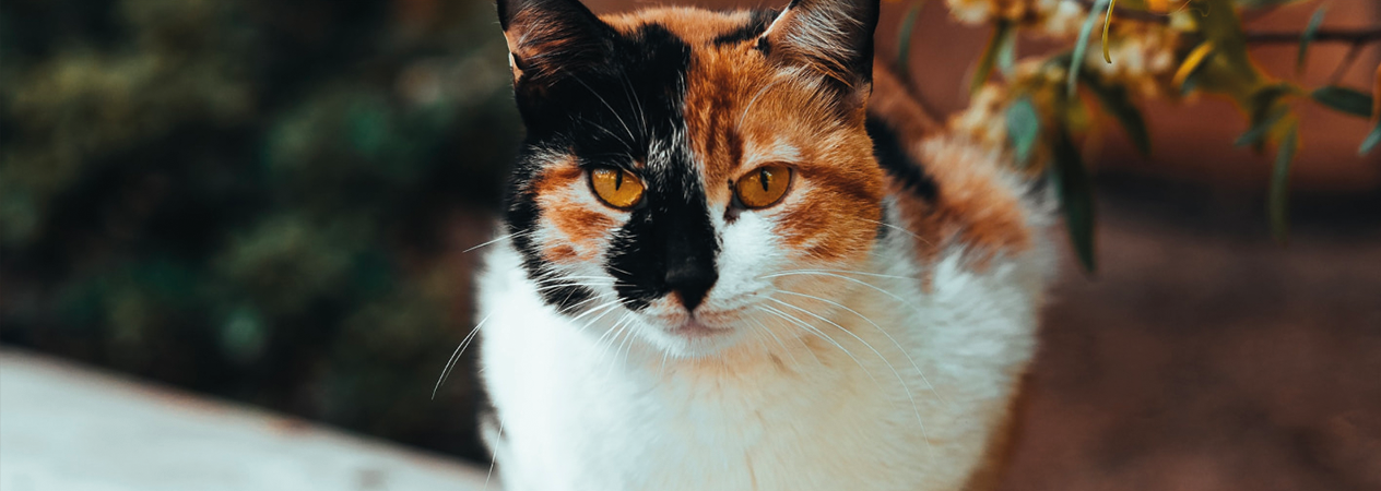 Les différences physiques entre le chat mâle et femelle