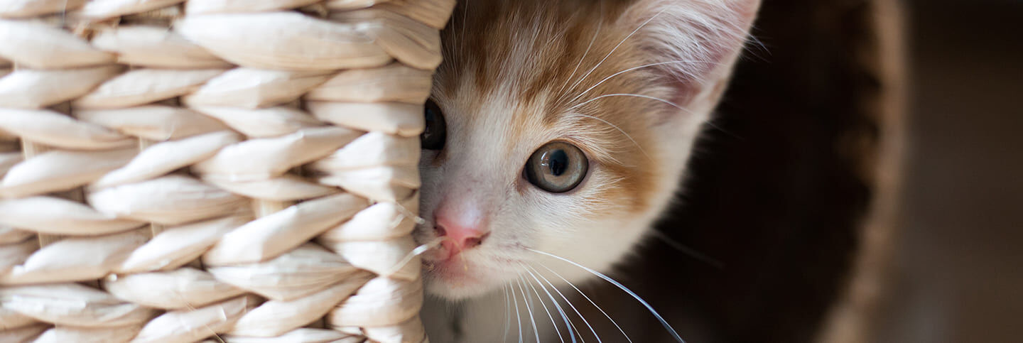 Comment bien accueillir un chat chez soi ?