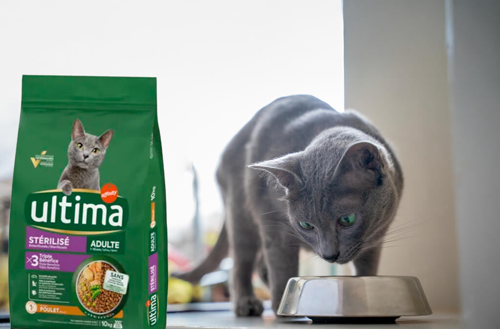 chat mangeant dans un bol