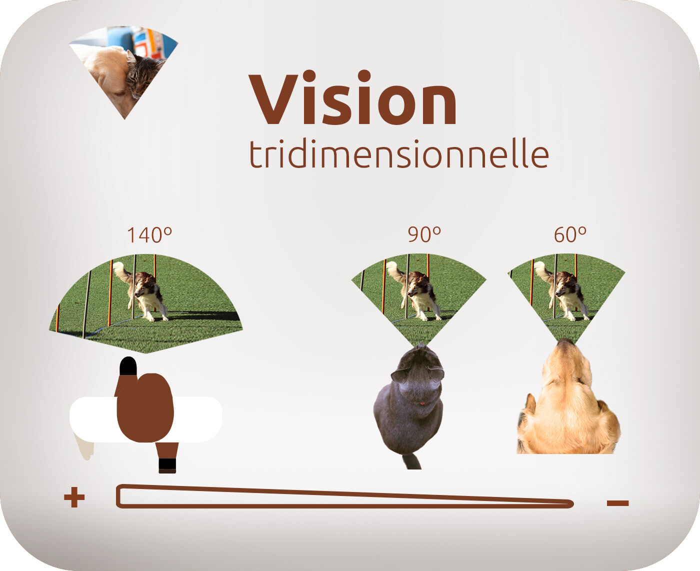 vision tridimensionelle