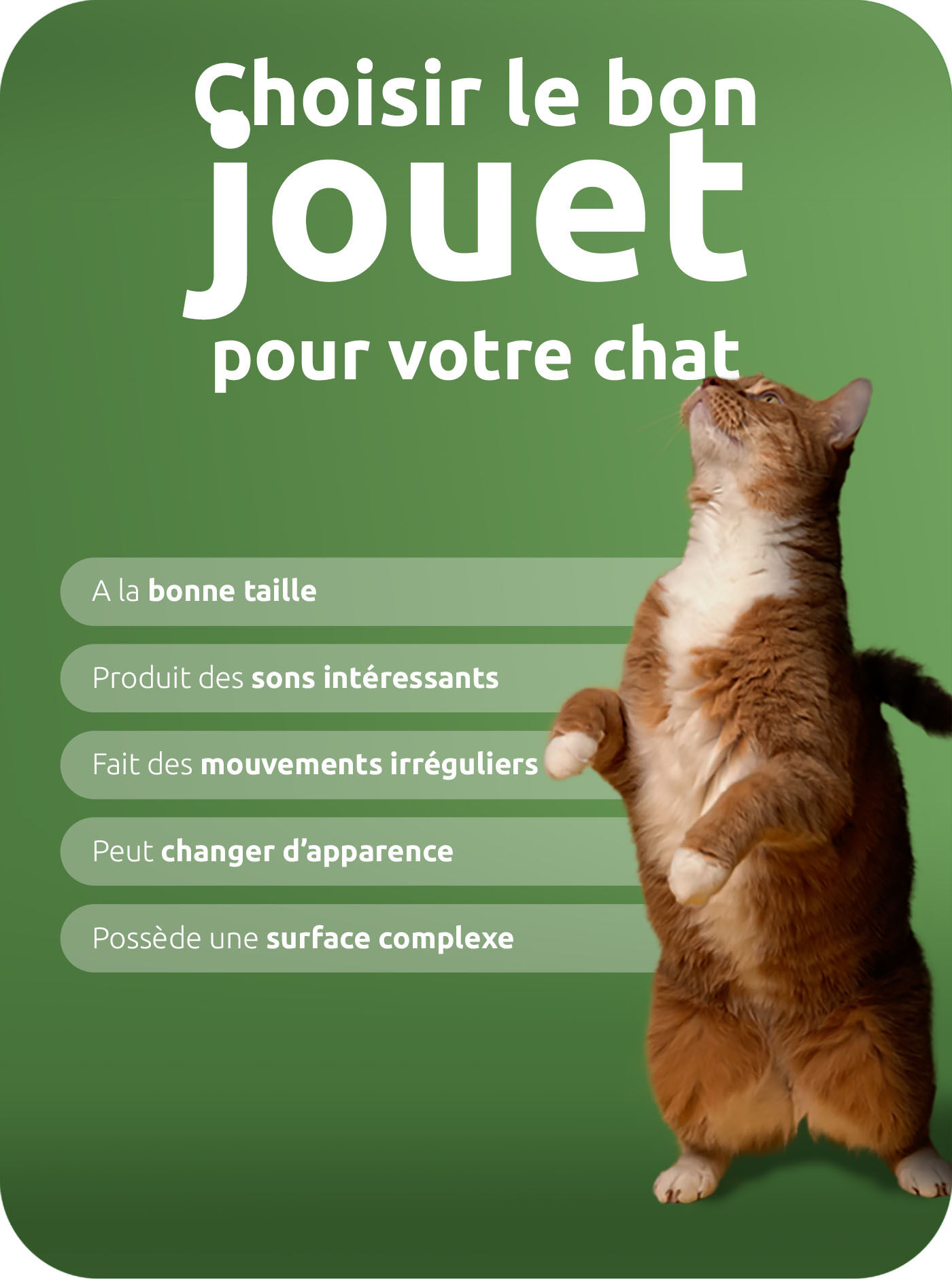 choisir le bon jouet pour votre chat