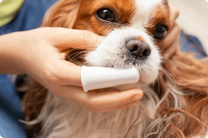 brossage des dents de chien