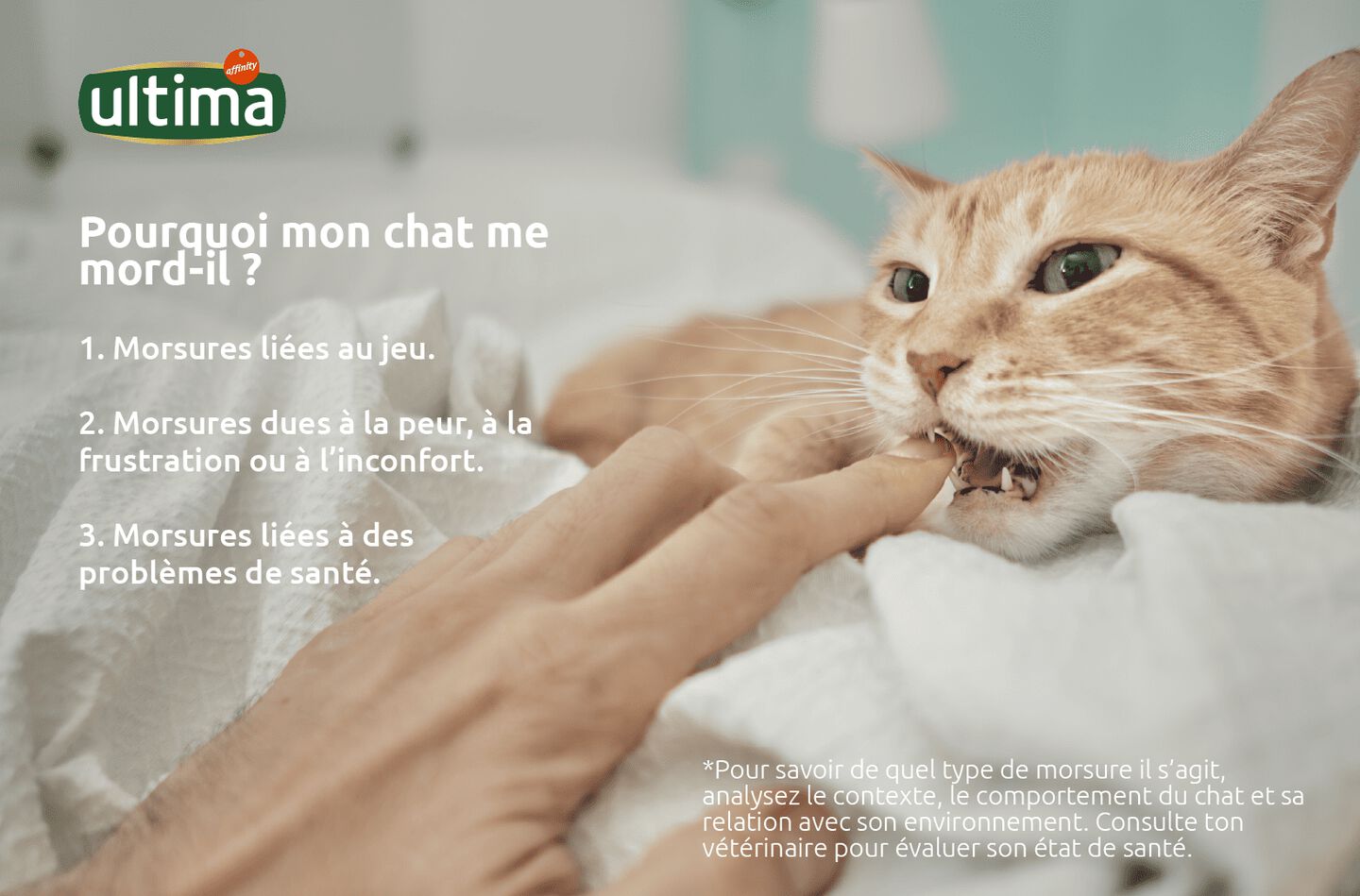 « Photographie d’un petit chat regardant vers le haut. Texte : Pourquoi mon chat me mord-il ? Types de morsures les plus fréquentes. 1. Morsures liées au jeu. 2. Morsures dues à la peur, à la frustration ou à l’inconfort. 3. Morsures liées à des problèmes de santé. *Pour savoir de quel type de morsure il s’agit, analysez le contexte, le comportement du chat et sa relation avec son environnement. Consulte ton vétérinaire pour évaluer son état de santé. »