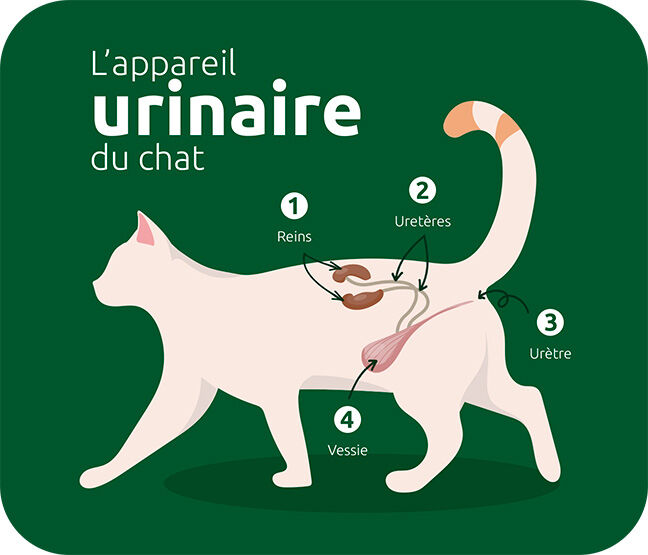les voies urinaires d'un chat