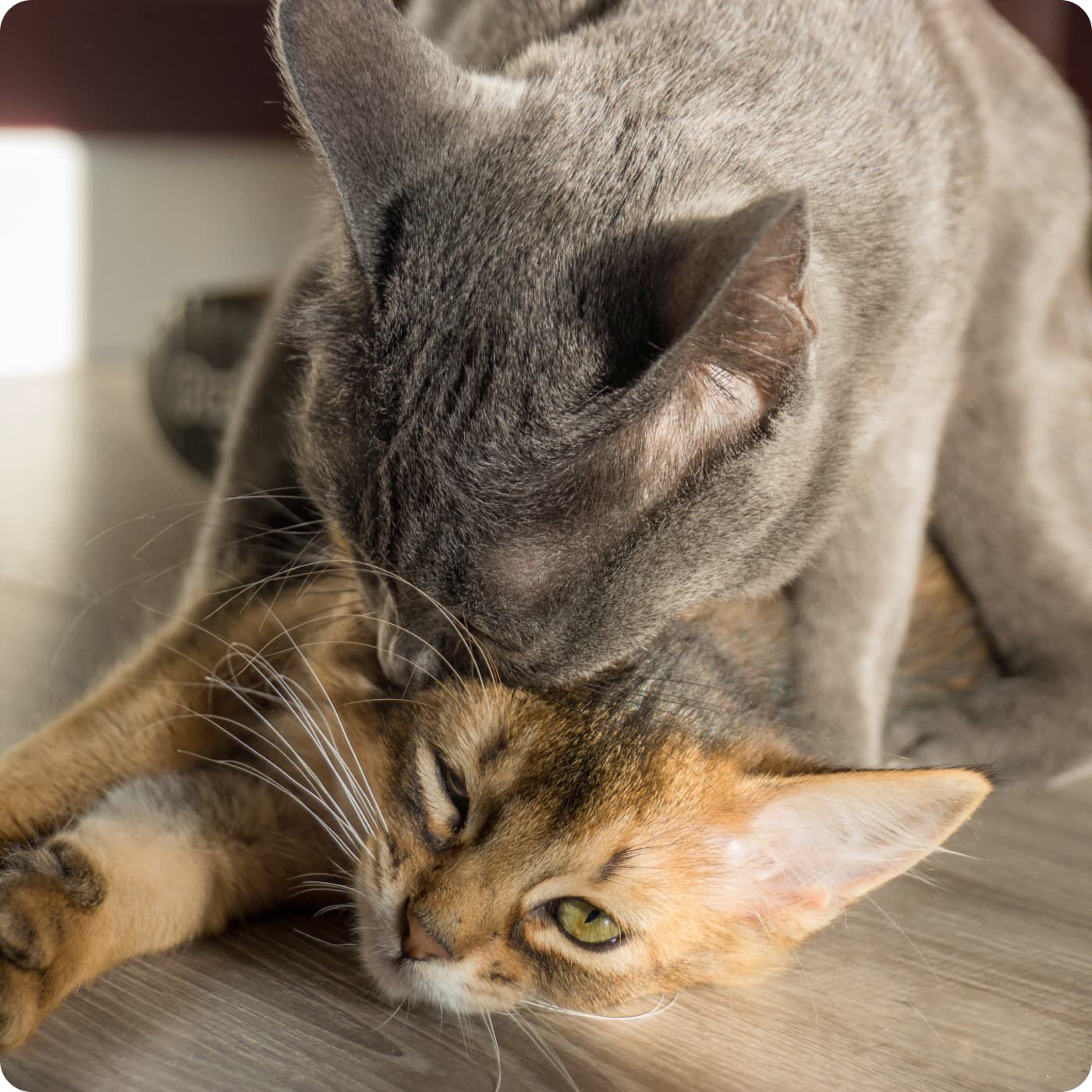 deux chats se mordent légèrement