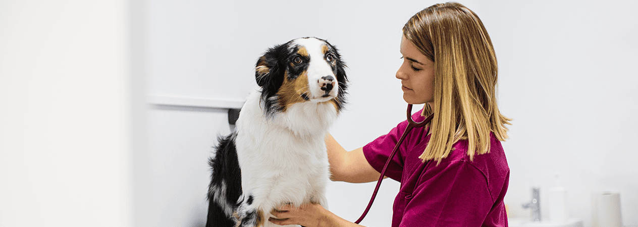 Comment savoir si mon chien a de la fi&egrave;vre