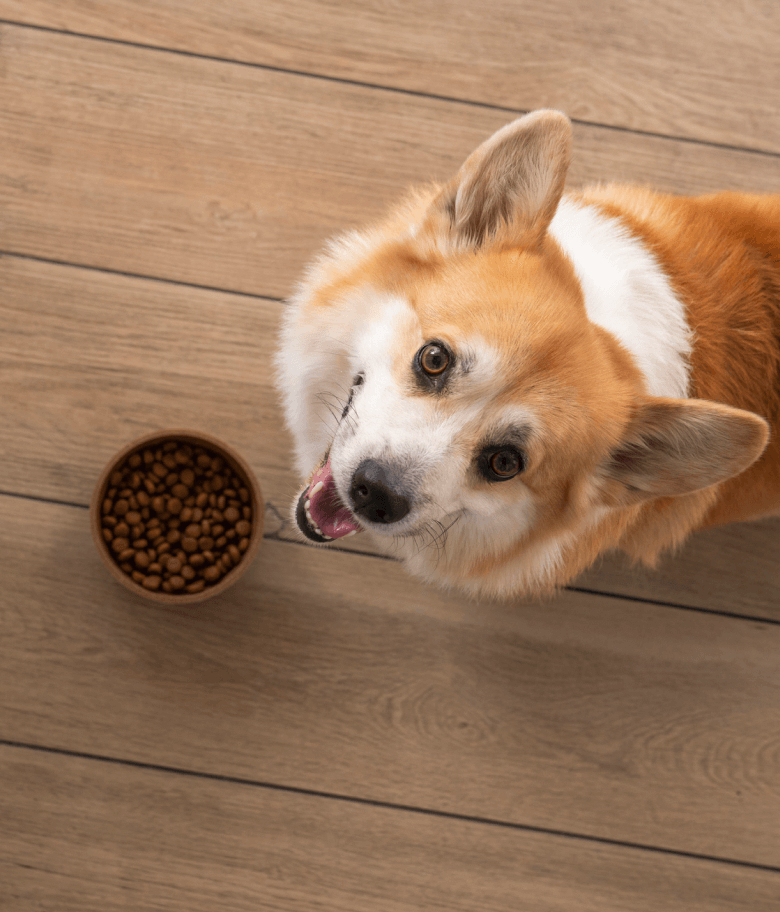 Image Link For Choisir la meilleure nourriture pour chien