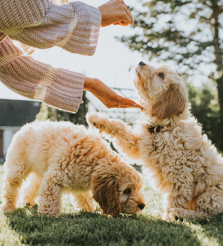 Image Link For R&eacute;compenser votre petit chien efficacement