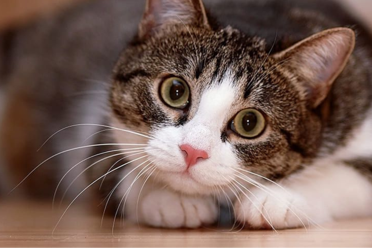 ART Gato no se adapta a casa IMG 3.png