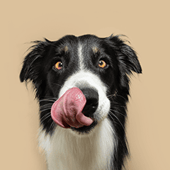 Image Link For Pourquoi mon chien ne mange pas ? Causes, solutions et conseils