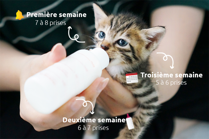 Comment nourrir un chaton nouveau-né ?