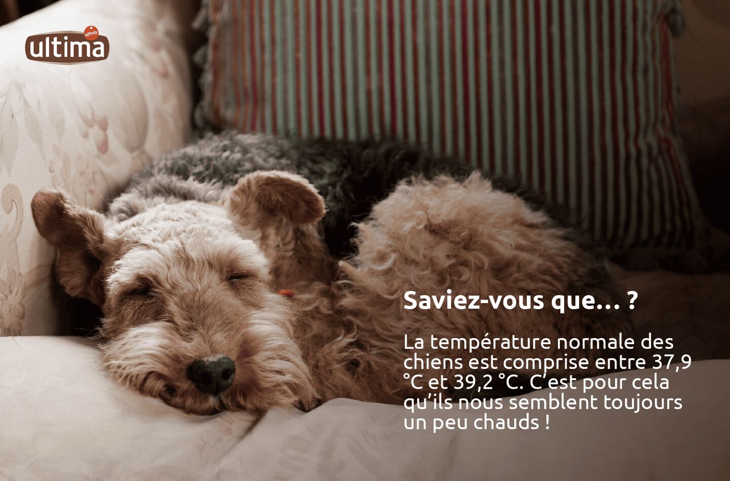 Photographie d&rsquo;un caniche couleur cannelle endormi et texte : &ldquo;Saviez-vous que&hellip; ? La temp&eacute;rature normale des chiens est comprise entre 37,9 &deg;C et 39,2 &deg;C. C&rsquo;est pour cela qu&rsquo;ils nous semblent toujours un peu chauds !&rdquo;