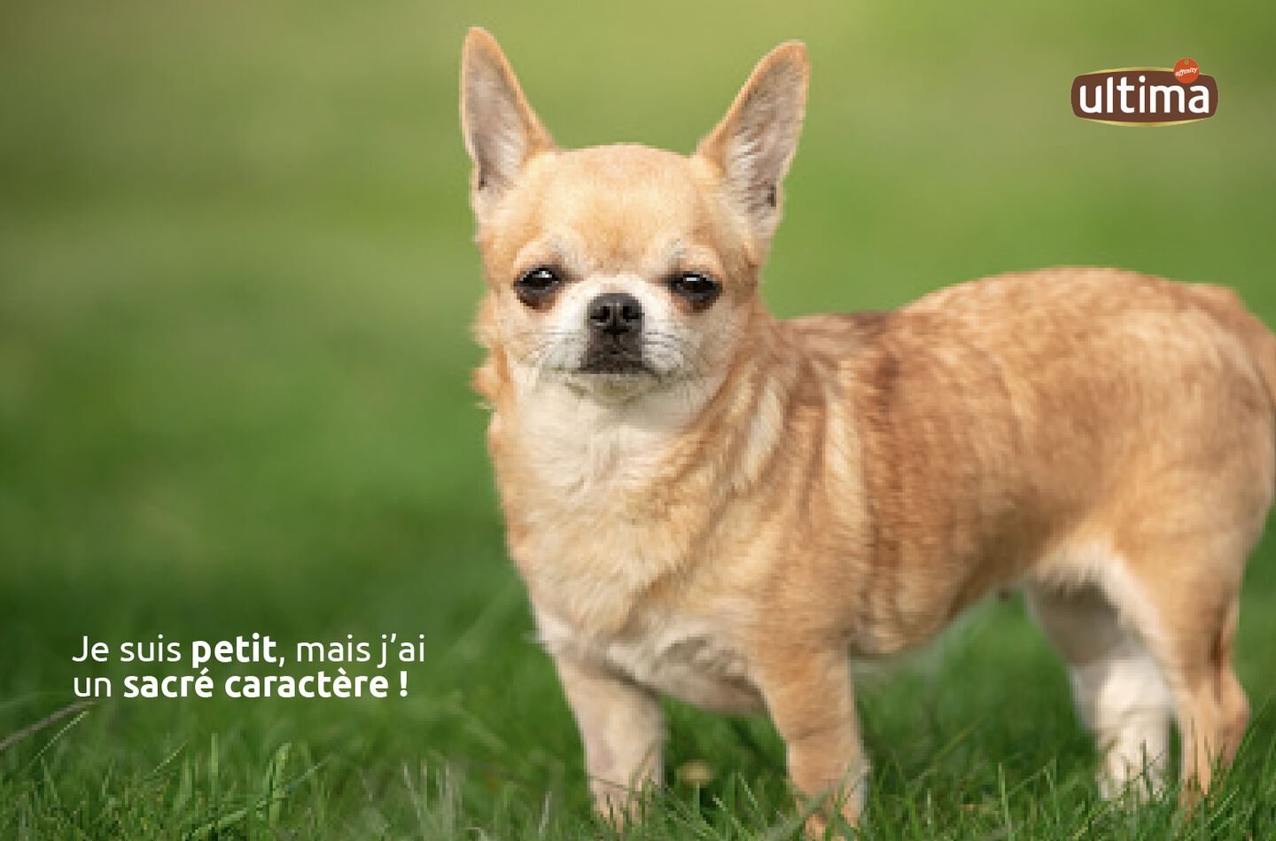 Photo d’un petit chihuahua marron. Texte : « Je suis petit, mais j’ai un sacré caractère ! »