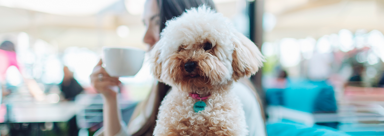 Toutes les races de petits chiens 