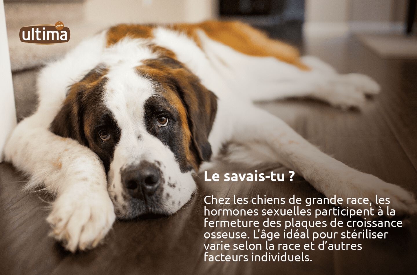 Chien marron de grande taille. Texte : &ldquo;Le savais-tu ? Chez les chiens de grande race, les hormones sexuelles participent &agrave; la fermeture des plaques de croissance osseuse. L&rsquo;&acirc;ge id&eacute;al pour st&eacute;riliser varie selon la race et d&rsquo;autres facteurs individuels.&rdquo;