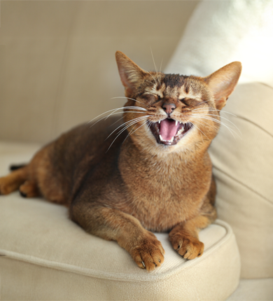 Image Link For Mon chat miaule beaucoup : pourquoi ?