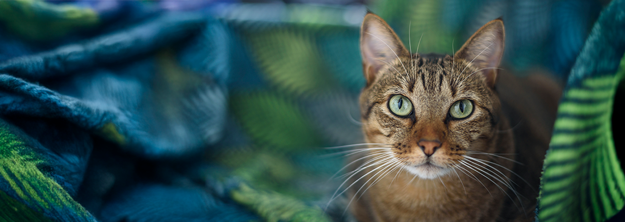 Journée du chat