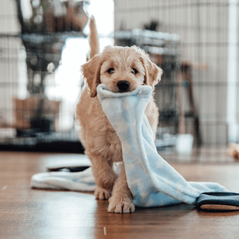 Image Link For Comment éduquer votre chien : méthodes et étapes à suivre