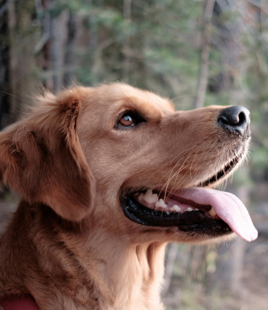 Image Link For 100 pr&eacute;noms pour chienne originaux