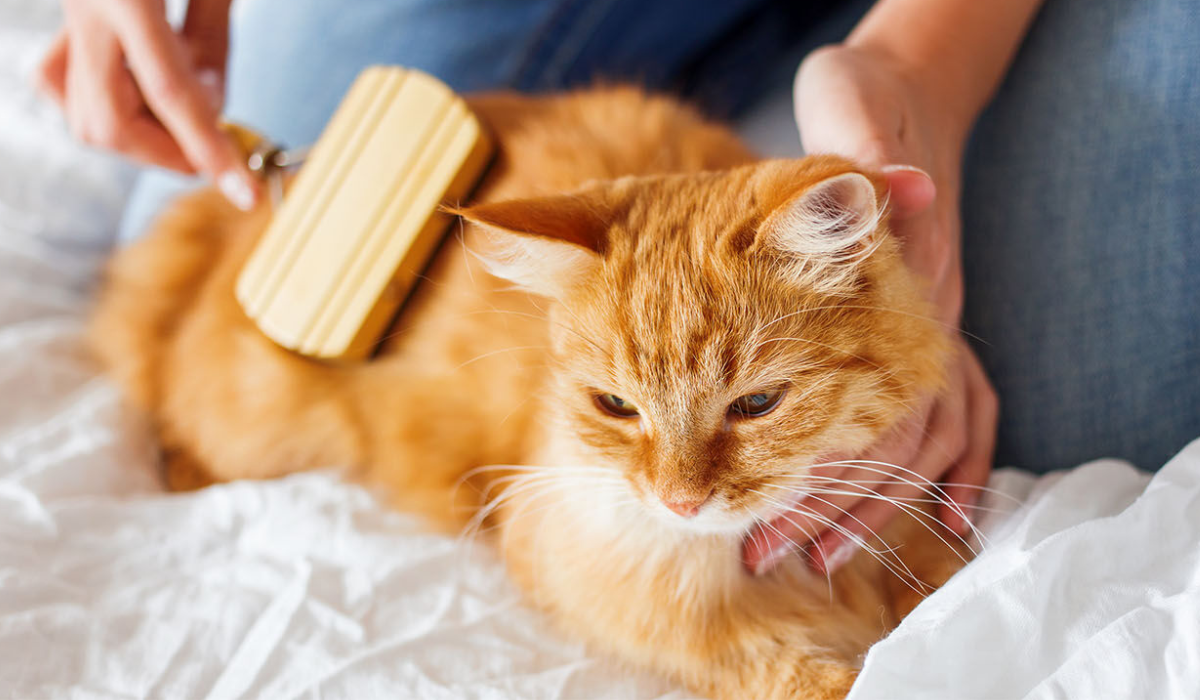 chat en train d'être toiletté