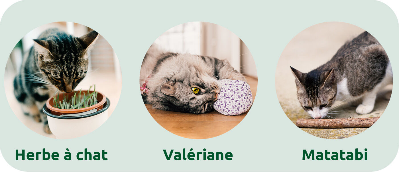 l'herbe à chat, à la valériane ou au matatabi