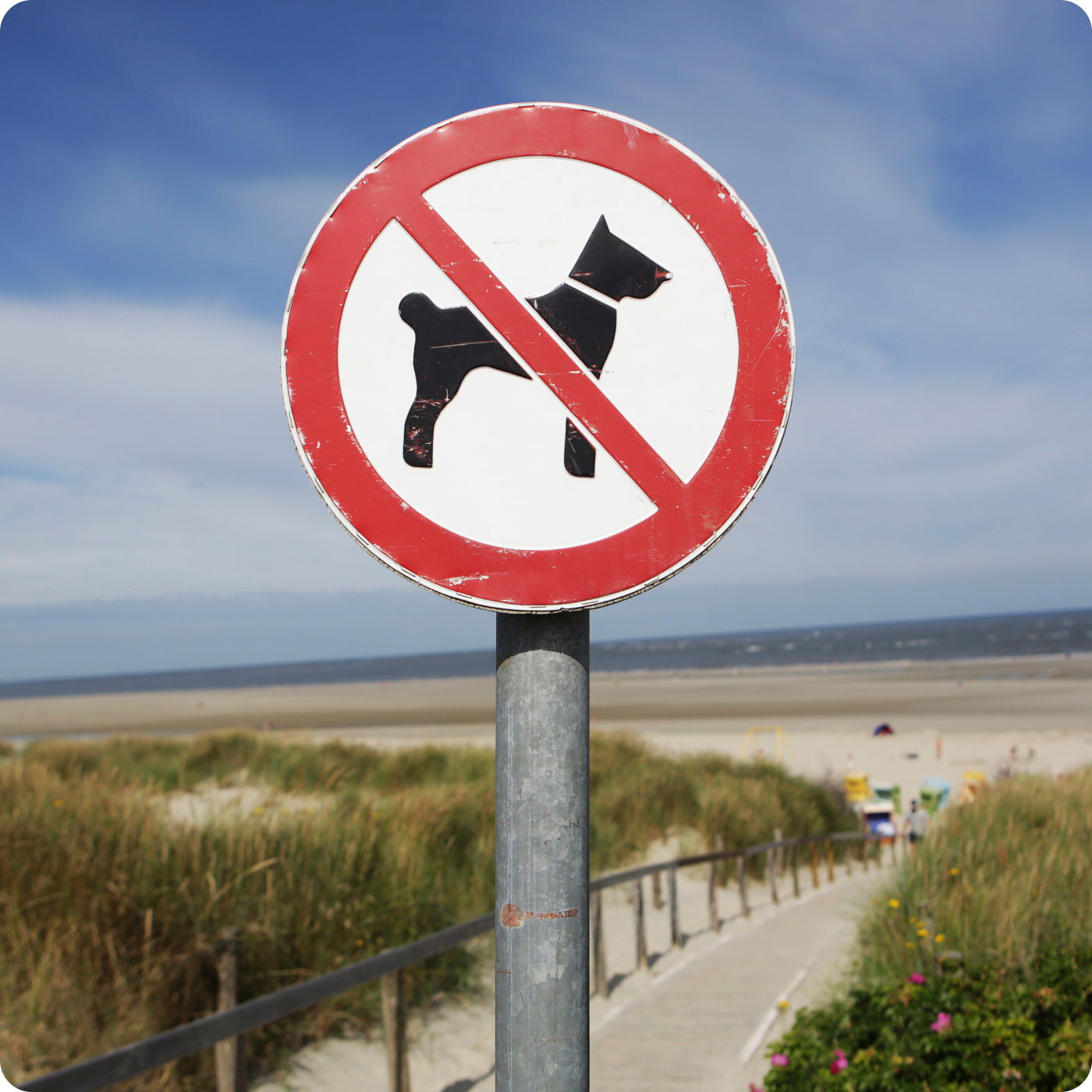chien interdit signe sur la plage