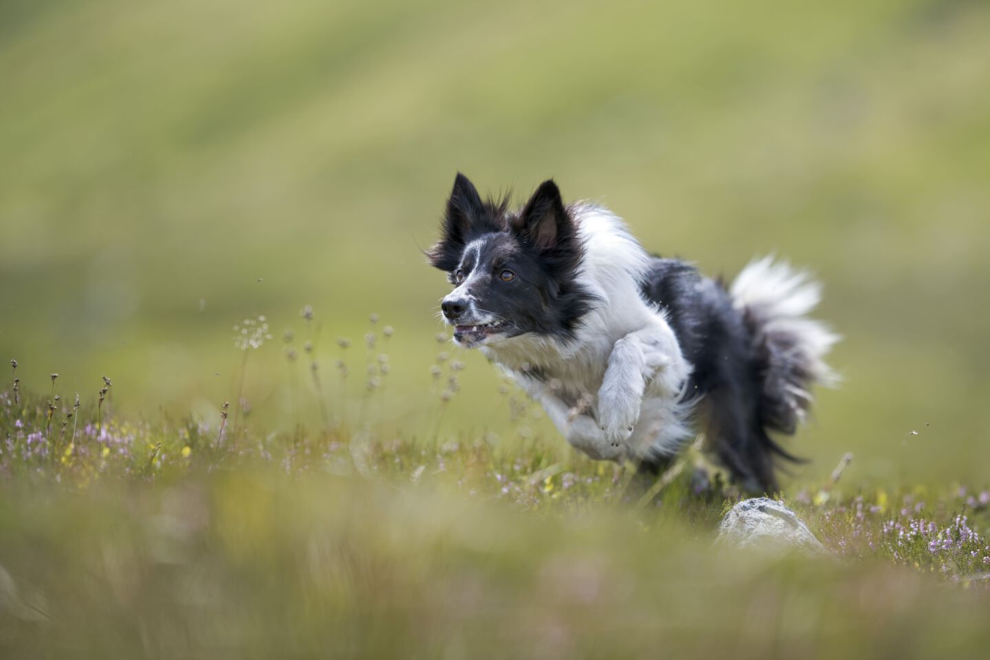 Border Collie