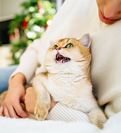 Image Link For Pourquoi votre chat couine ou miaule ?