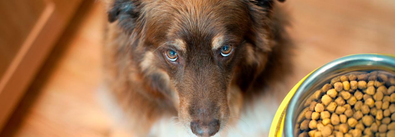 Mon chien ne mange pas