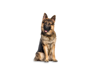 Berger allemand