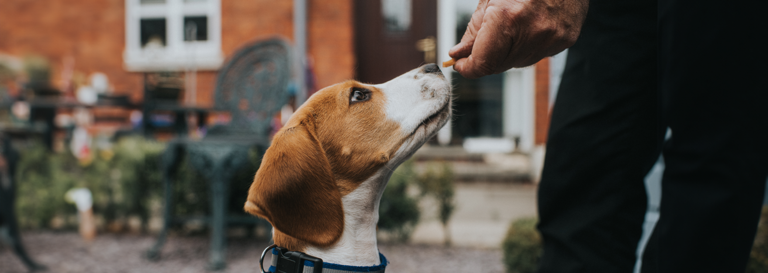 Image Link For Friandises pour petit chien : combien ?