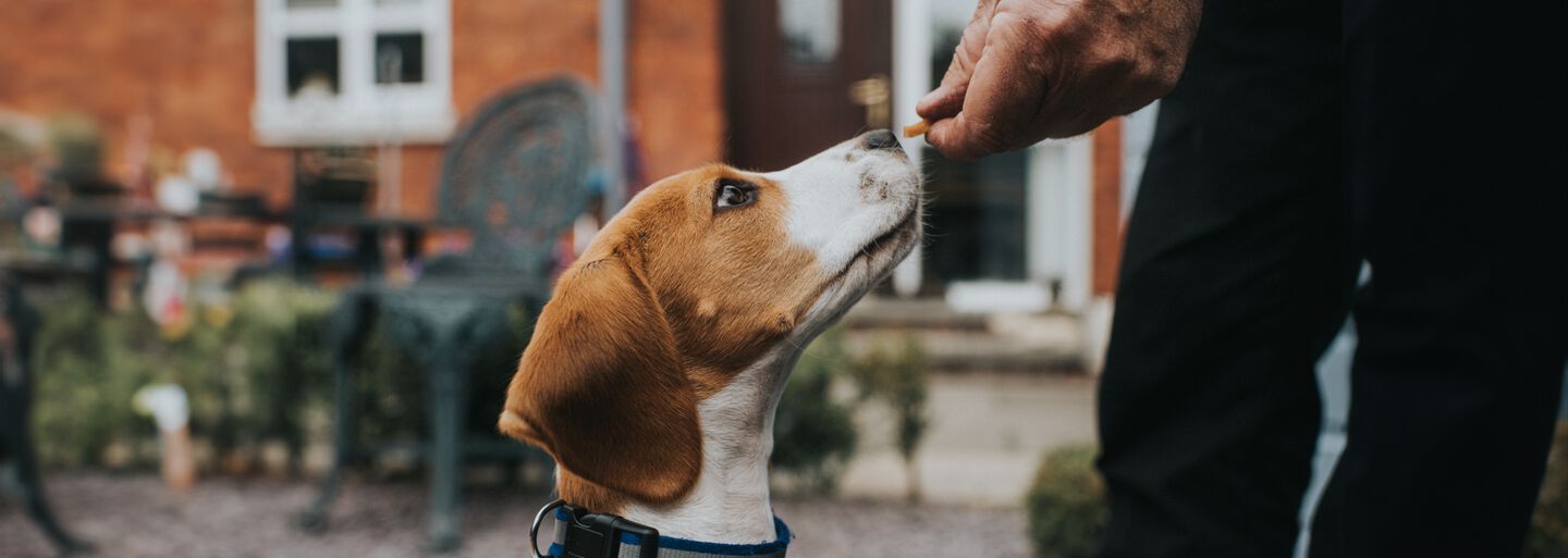 Puis-je donner une friandise à mon petit chien ?